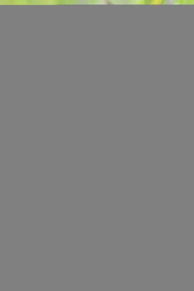 アマニタ・ムスカリア草の間でアガリックを飛ぶ — ストック写真