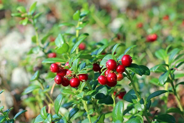 Buisson de myrtilles aux baies rouges — Photo