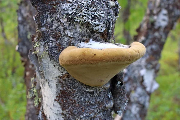 Fungo Tinder em um tronco de bétula no norte da Sibéria — Fotografia de Stock