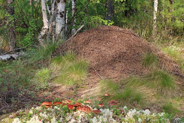 Anthill a houby v lesní tunře Yamalu — Stock fotografie