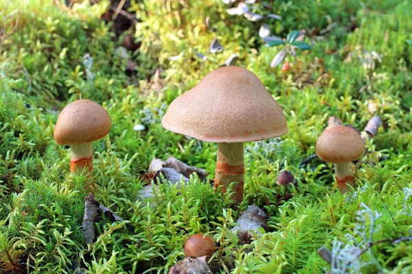 Cortinarius armillatus. Três cogumelos em agosto — Fotografia de Stock