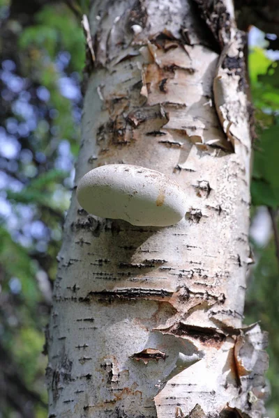 Fomitopsis betulina. Tinder grzyb na bagażniku starego BIRC — Zdjęcie stockowe