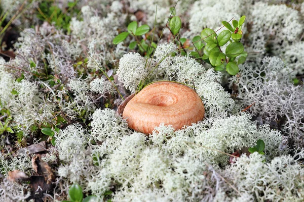 Lactarius torminosus. Fungo tra le renne muschiate sullo Yamal Pe — Foto Stock