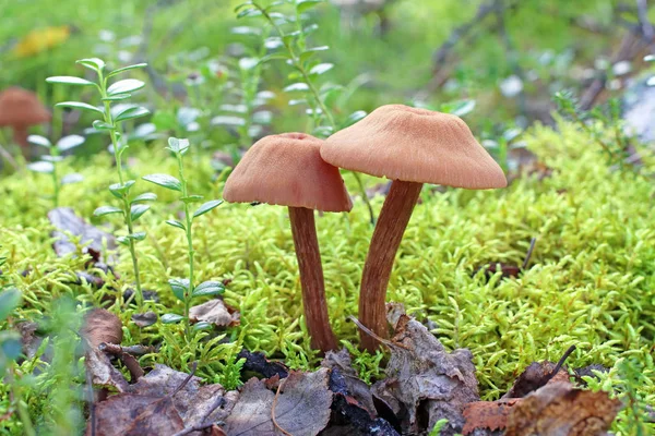 Laccaria Proxima. Jedlé houby v Jamalské smíšené lesích — Stock fotografie
