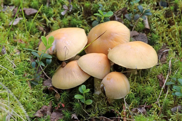 Cortinarius caperatus. Cogumelo cigano no final do verão no Yama — Fotografia de Stock