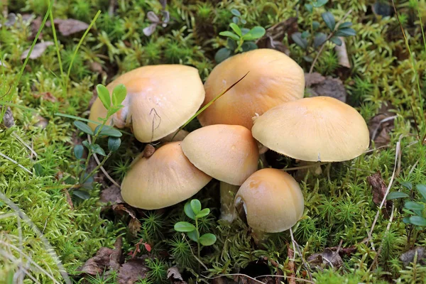 코르티나리우스 망토. 늦은 여름에 집시 버섯에 야마 스톡 사진