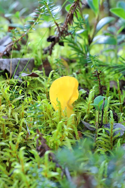 Spathularia flavida. Specularia jaunâtre le champignon parmi la mousse — Photo