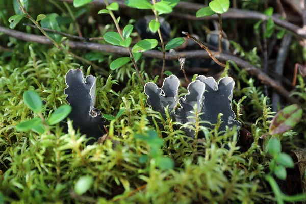 Peltigera canina. Lichene tra i muschi — Foto Stock