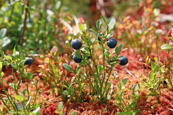 Vaccinium myrtillus. Blueberry Bush wśród czerwonego mchu — Zdjęcie stockowe