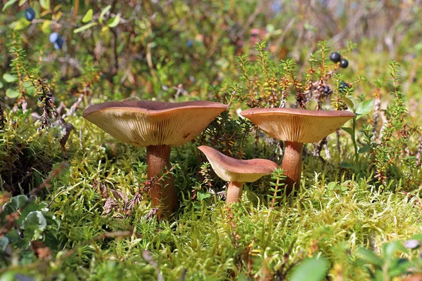 Лактарій руфус. Три гриби серед моху — стокове фото