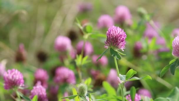 Floraison du trèfle rouge journée d'été dans la prairie 
