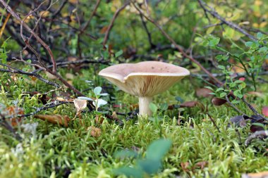 Lactarius glyciosmus. The mushroom genus Lactarius in the fall o clipart