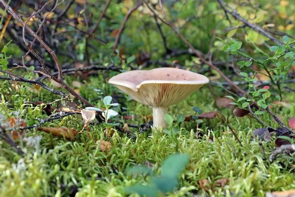 Lactarius glyciosmus. Houbová rodu Lactarius na podzim — Stock fotografie