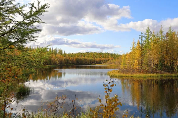 Lago del bosque y follaje amarillo en un día soleado de otoño en Yamal —  Fotos de Stock