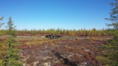 Yamal orman tundrasında Stalin'in 501 inşaat Gulag eski demiryolu köprüsü. Chum terk edilmiş inşaat - Salekhard - Igarka demiryolu