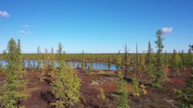 Kuzey Sibirya'da güneşli bir sonbahar gününde Yamal tundra üzerinde uçan