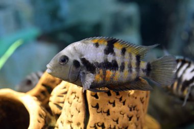Cichlasoma nigrofasciatum. Aquarium fish Zebra Cichlid closeup clipart