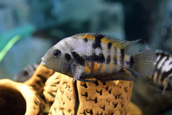 Cichlasoma nigrofasciatum. Aquarium fish Zebra Cichlid closeup — Stock Photo, Image