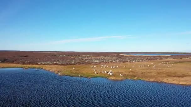 Larus Heuglini 10月西伯利亚西部的海鸥群 — 图库视频影像