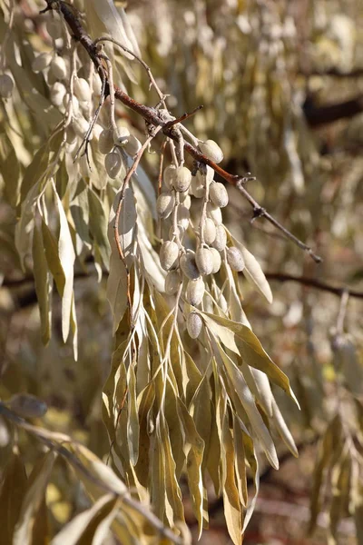 Elaeagnus angustifolia. Frutta di oliva russa in autunno nel — Foto Stock