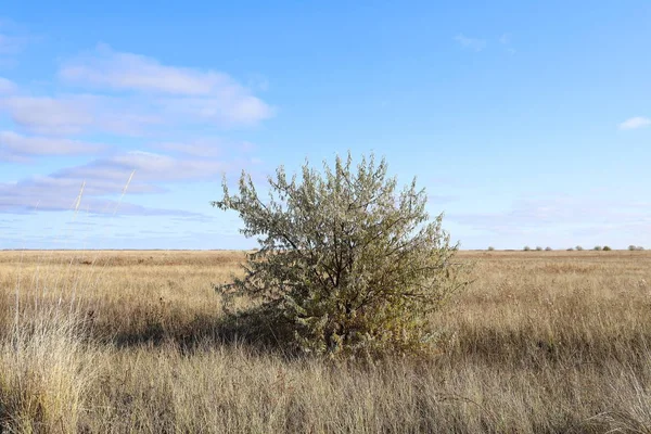 Elaeagnus angustifolia. Russischer Olivenbaum im Herbst im Altai — Stockfoto