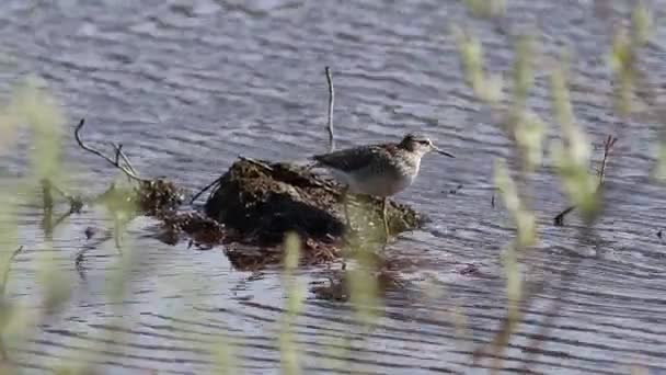 Tringa Glareola Sandpiper Madeira Primavera Península Yamal — Vídeo de Stock