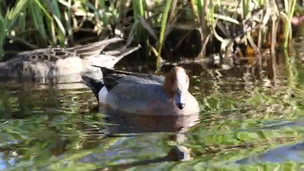 Anas Penelope Macho Peruca Flutuando Lago — Vídeo de Stock