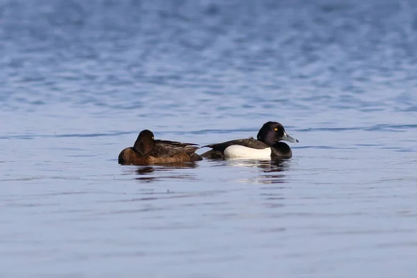 Aythya Fuligula Canards Touffus Mâles Femelles Été Sibérie Nord — Photo