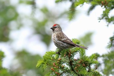 Carduelis flammea. Sibirya 'daki şubelerin arasında oturan Kırmızı Anket