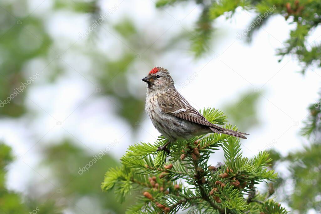 Carduelis flammea. Common Redpoll sitting among the branches in Siberia