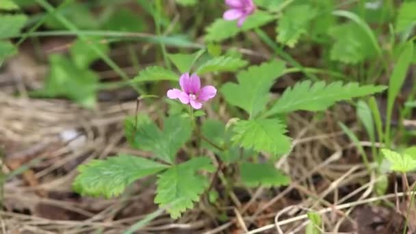 Rubus Arcticus 俄罗斯极地地区夏初盛开的北极覆盆子 — 图库视频影像