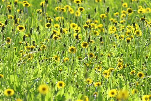 Dandelions Meadow Sunny Summer Day — Stock Photo, Image