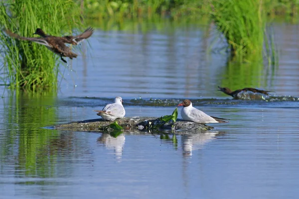 Larus Ridibundus Gaivota Cabeça Preta Patos Verão Norte Sibéria Ocidental — Fotografia de Stock