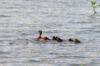 Aythya fuligula. Sibirya 'nın Arktik bölgesinde yaz mevsiminde armalı karatavukların yavruları