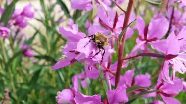 Trichius fasciatus. Ateşotunun üzerindeki böcek pembe çiçekler