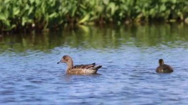 Anas Penelope. Sibirya 'nın kuzeyinde bir yaz gününde dişi Wigeon.