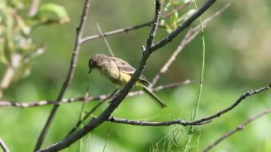 Kuzey Sibirya 'da Yazın Sarı Wagtail