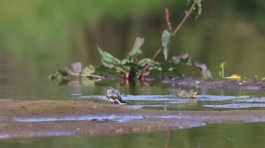 Beyaz ve sarı Wagtail 'ler Sibirya' da bir yaz gününde yüzerler.