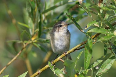 Phylloscopus collybita. Sibirya 'nın kuzeyinde yaz mevsiminde yaygın Chiffchaff