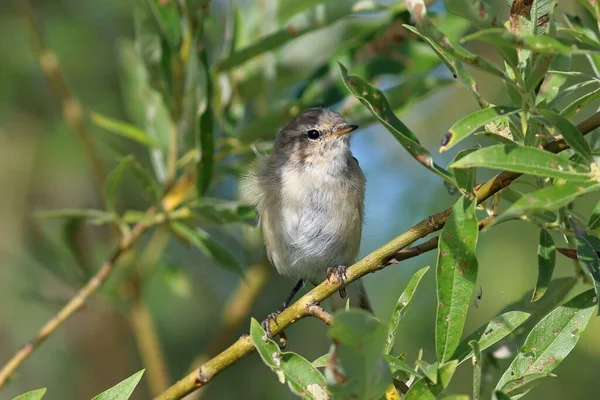 Phylloscopus Collybita Common Chiffchaff Létě Severu Sibiře — Stock fotografie