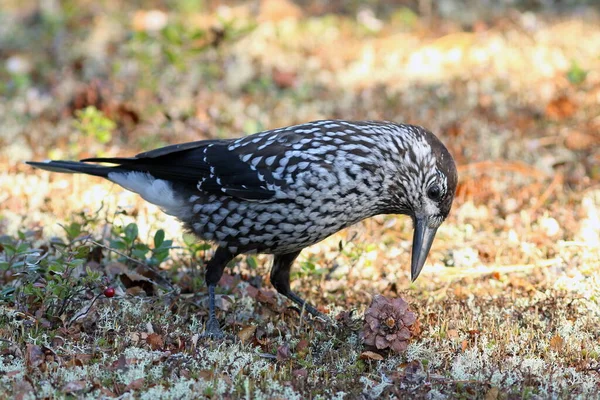 Nucifraga Cariocatactes Schiaccianoci Nutre Noci Autunno Siberia — Foto Stock