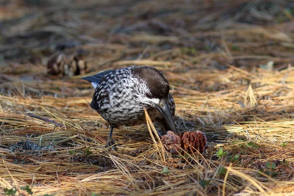 Nucifraga Caryocatactes Casse Noisette Mord Cône Pin Sur Sol Photo De Stock