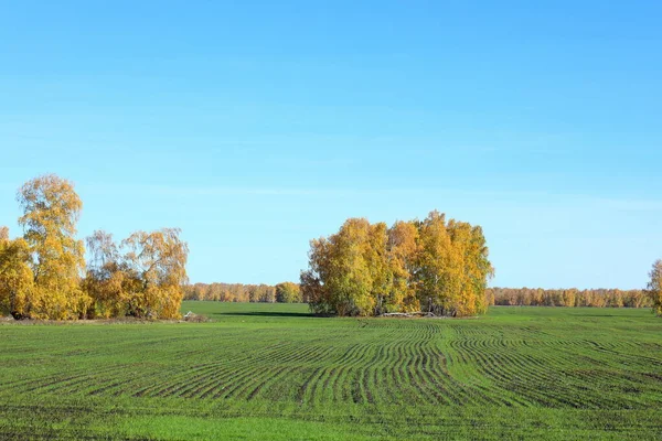 Campo Con Trigo Invierno Soleado Día Otoño Siberia —  Fotos de Stock