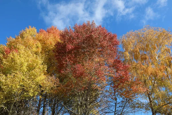 Kolorowe Osiki Jesienią Przeciwko Błękitnemu Niebu Chmurami — Zdjęcie stockowe