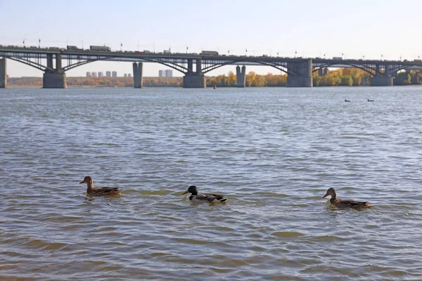 Drake Mallard Kachny Plavat Řece Pozadí Oktyabrsky Most Ruském Městě — Stock fotografie