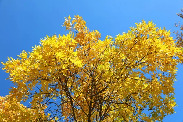 Korona Drzewa Żółtymi Liśćmi Słoneczny Dzień Jesienią — Zdjęcie stockowe