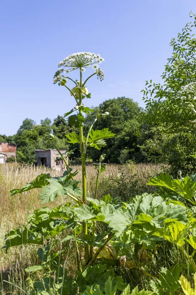 Bloemen Stengel Bladeren Van Plant Een Zeer Gevaarlijk Aangezien Heracleum — Stockfoto