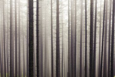 Sabah ormanda sis var.