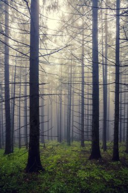 Sabah ormanda sis var.