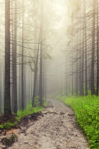 Fog in the forest in the morning — Stock Photo, Image